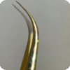 Dorado